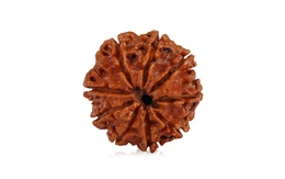 Natural 9 Mukhi Nepali Rudraksha